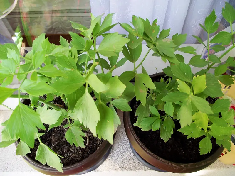 Plantele aromatice crescute în balcon-leustean