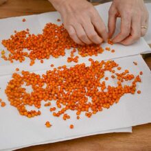 bobițe de cătină uscate pe prosoape de hârtie