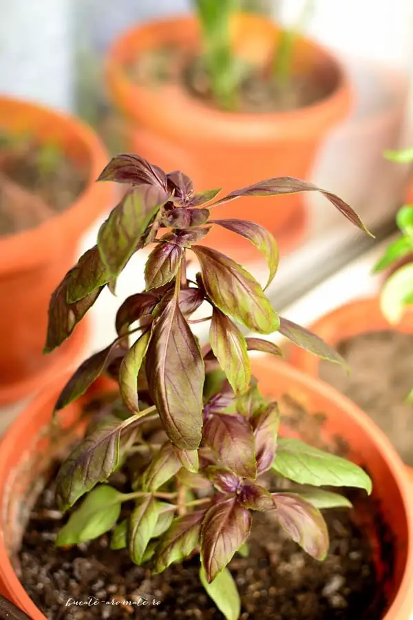 Plantele aromatice crescute în balcon-busuioc roșu