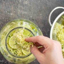 flori proaspete de soc puse in borcan cu apa zahar si lamaie pentru socata fermentata lent