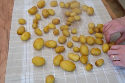 Cartofi noi prefierți, lăsați la răcit și zvântat pe un prosop curat înainte de rumenirea la tigaie.